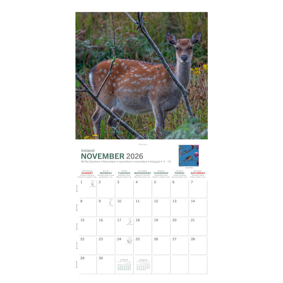 Real Ireland Medium Calendar 2026 - Irish Creatures Great and Small