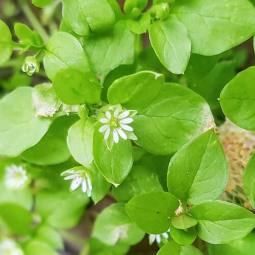 Forager Skincare - Skin Saver