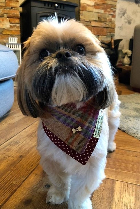 'Don't forget the Dog' Tweed Bandana