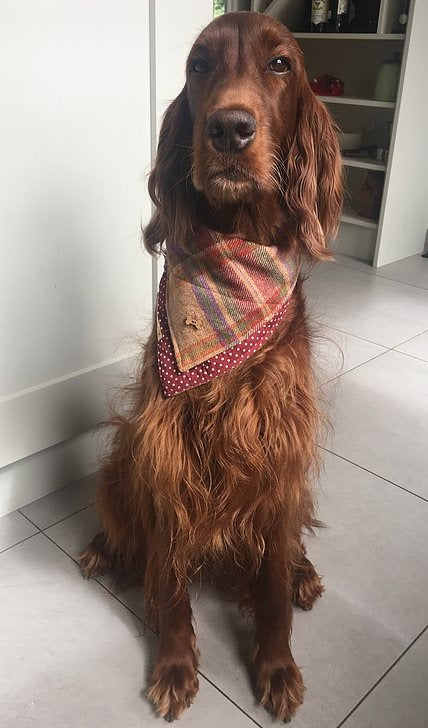 'Don't forget the Dog' Tweed Bandana