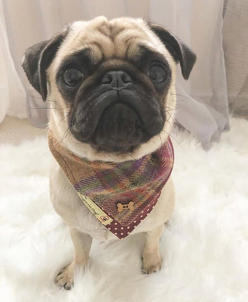 'Don't forget the Dog' Tweed Bandana