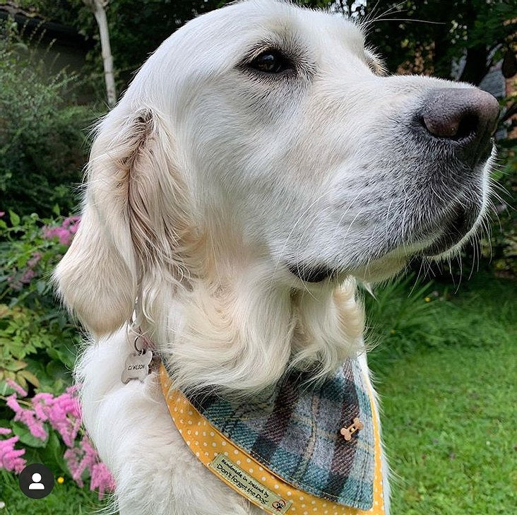 'Don't forget the Dog' Tweed Bandana