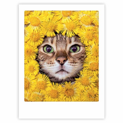 Pickmotion Poster 30x40cm - Cat and Flowers