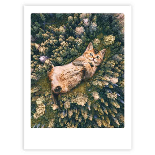 Pickmotion Poster 30x40cm - Cat from Above