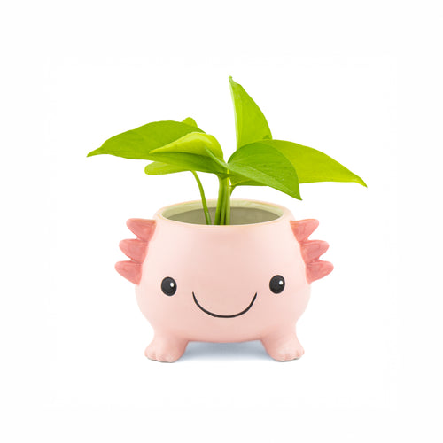 Sass & Belle Planter - Axolotl