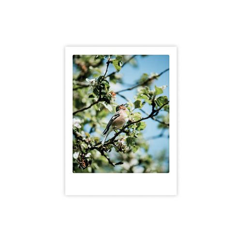 Pickmotion Poster 30x40 cm - Little Feather Friend