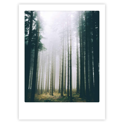 Pickmotion Poster 30x40 cm - Misty Forest