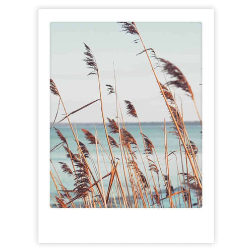 Pickmotion Poster 30x40cm - Reed Grass