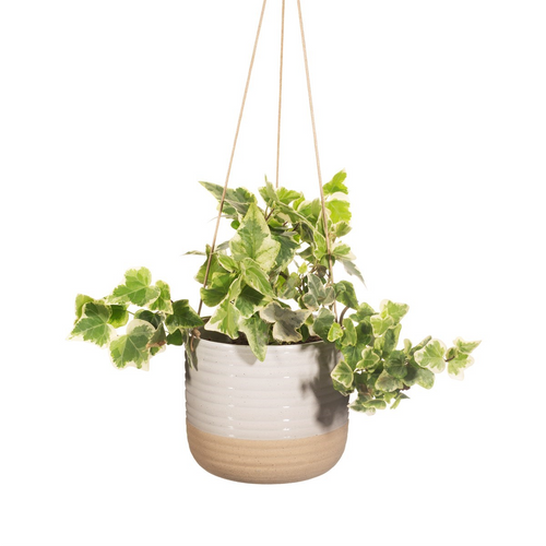 Sass & Belle Planter - Hanging Rustic White Half Glaze