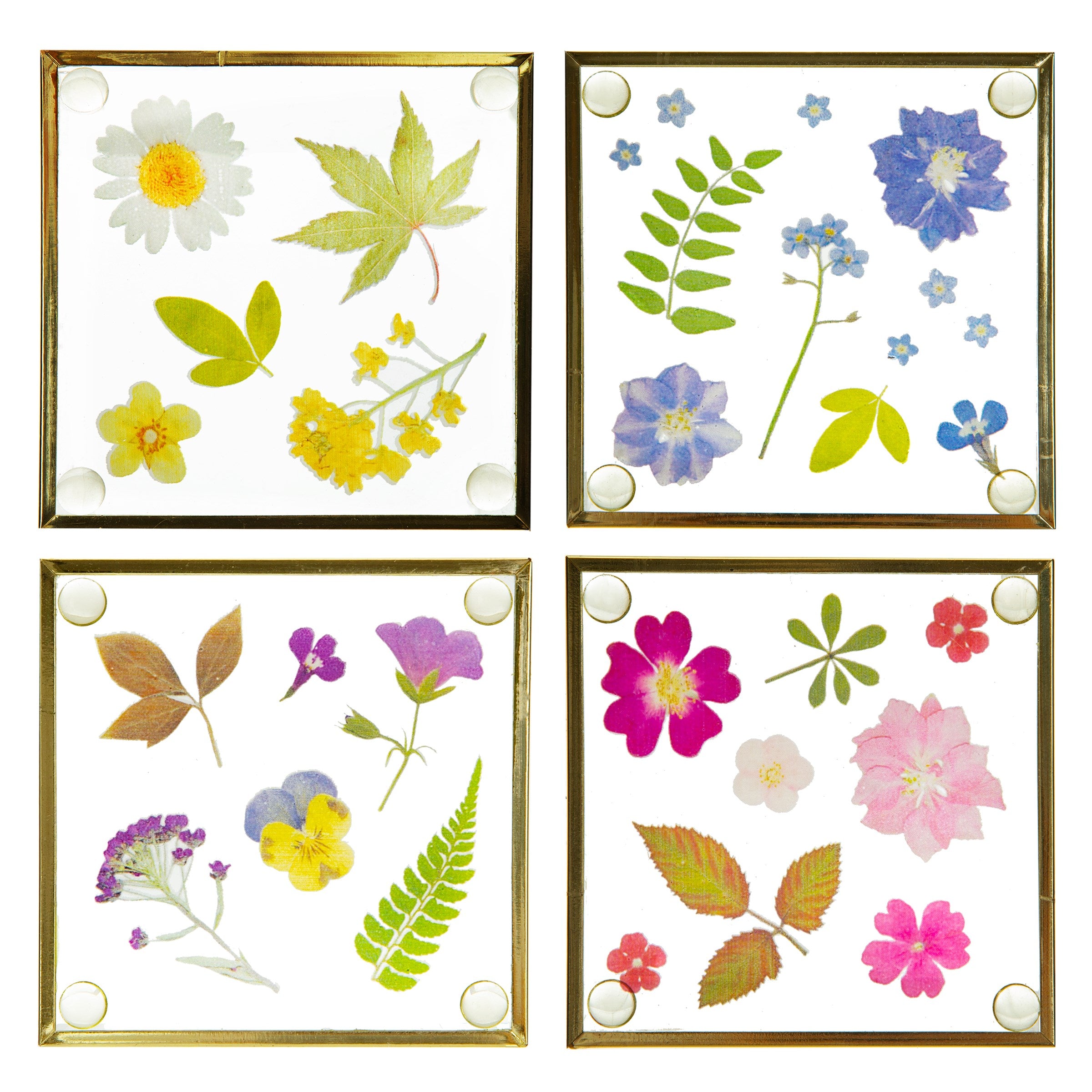Sass & Belle Coaster Set - Set of 4 Pressed Flowers Coasters