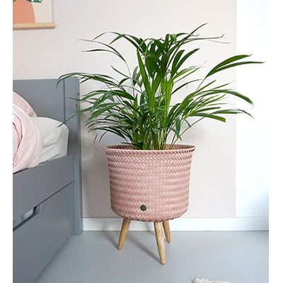 Handed By 'UP' Planters - Mid